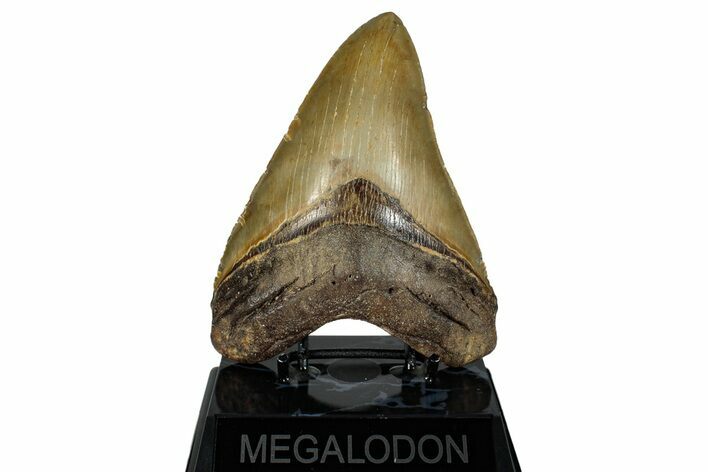 Very Nice Fossil Megalodon Tooth - North Carolina #258770